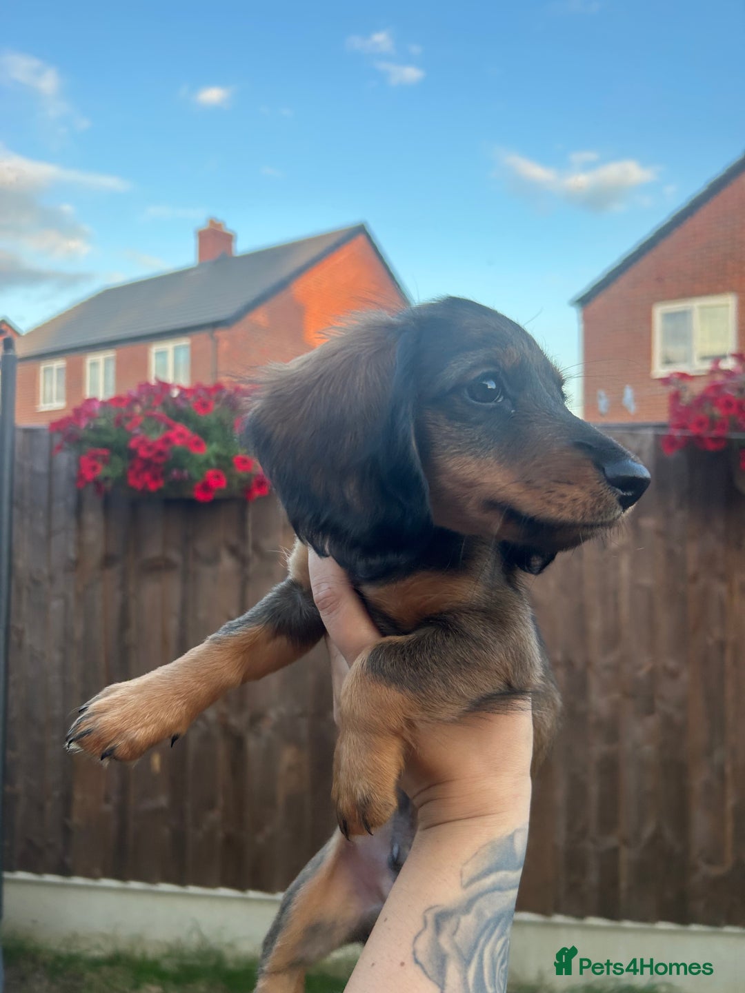 Miniature Dachshund dogs for sale: Minature dachshunds for sale! LAST 2!READY TO GO! - Image 5