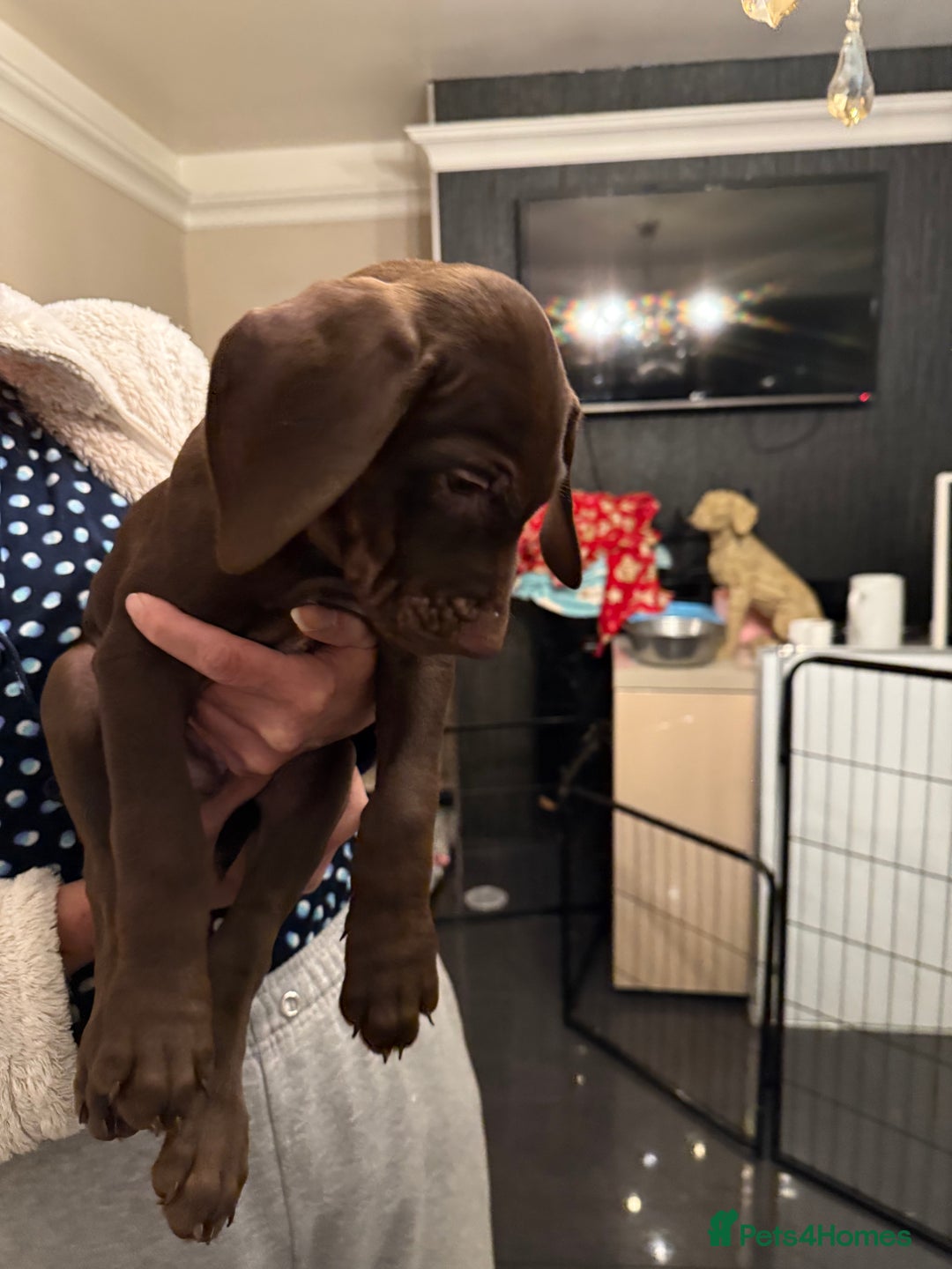 Mixed Breed dogs for sale: Well reared Quality puppies - Advert 7