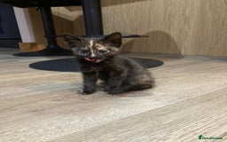 Mixed Breed cats for sale: Semi Longhaired Kittens - Image 20