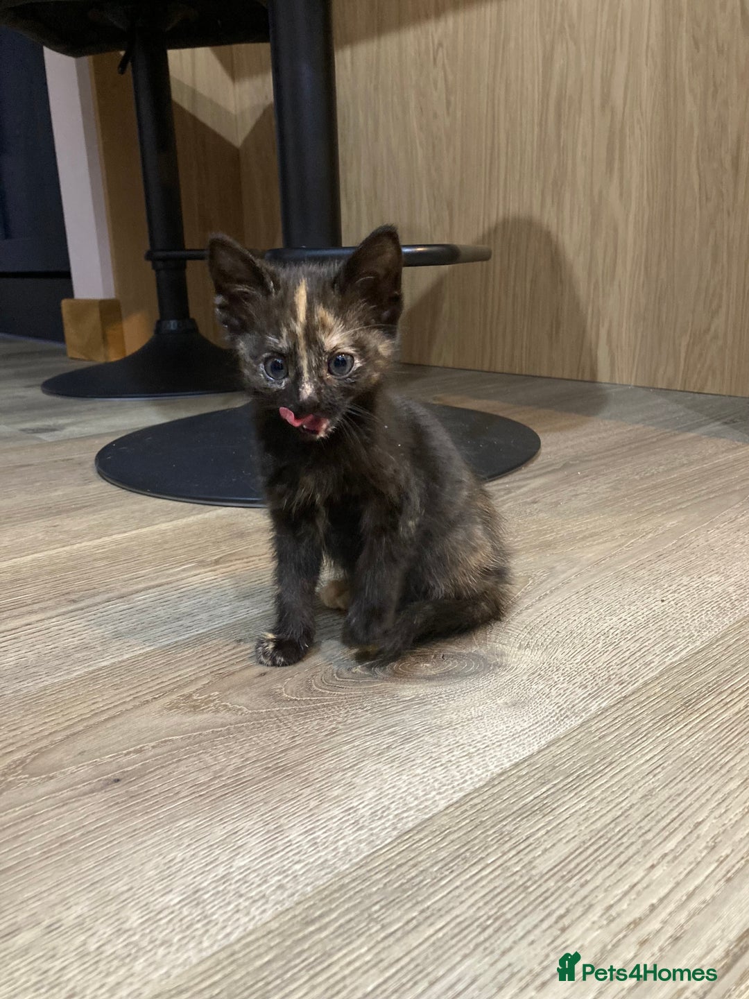 Mixed Breed cats for sale: Semi Longhaired Kittens - Image 20