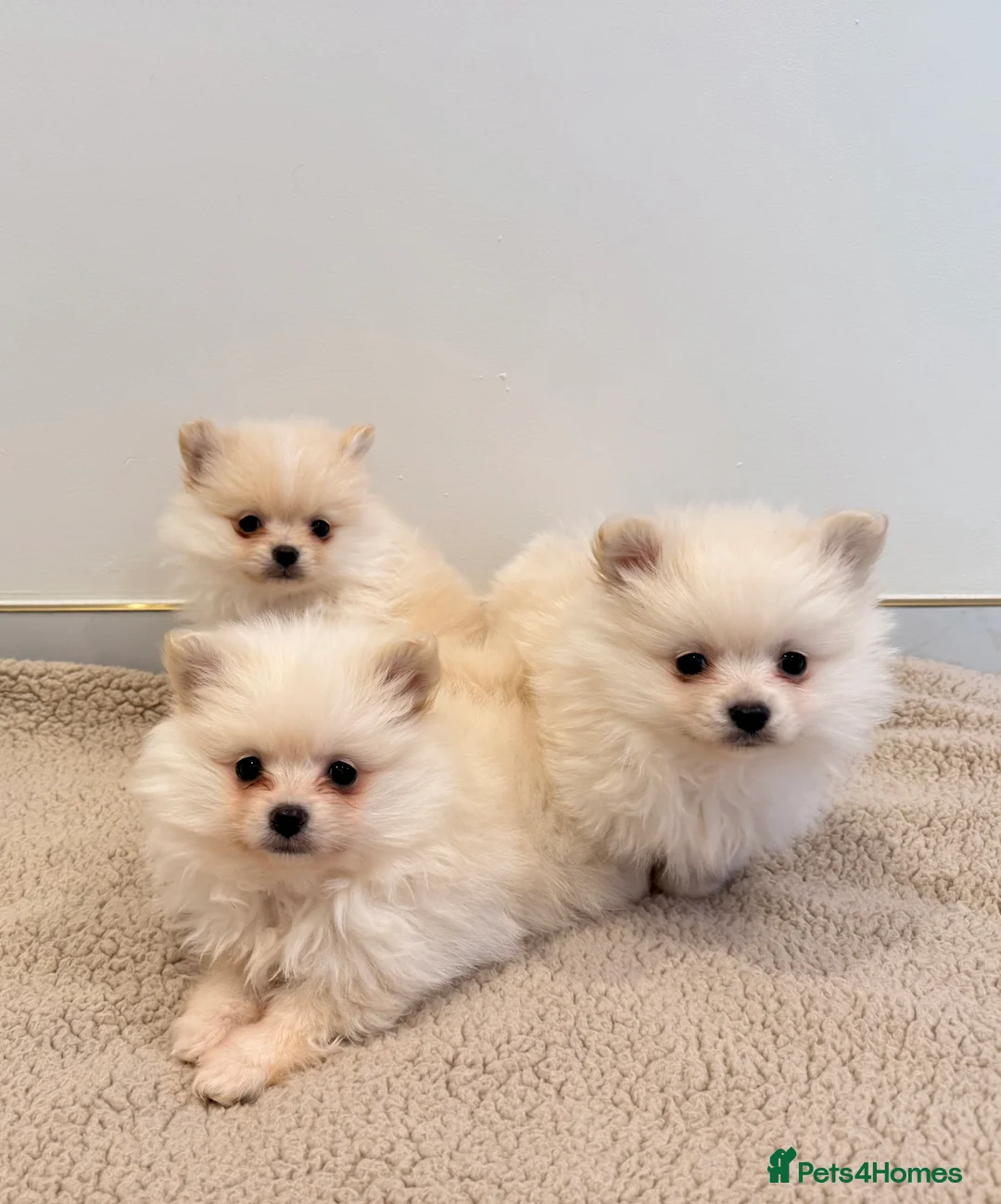 Pomeranian dogs for sale: 3 beautiful creamy/white Pomeranian puppies - Advert 2