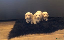Miniature Dachshund dogs for sale: English Cream miniature dachshund  - Advert 11