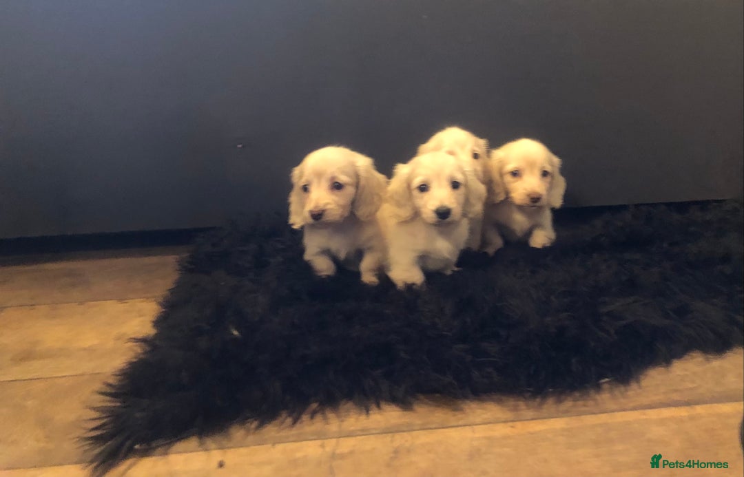 Miniature Dachshund dogs for sale: English Cream miniature dachshund  - Advert 11