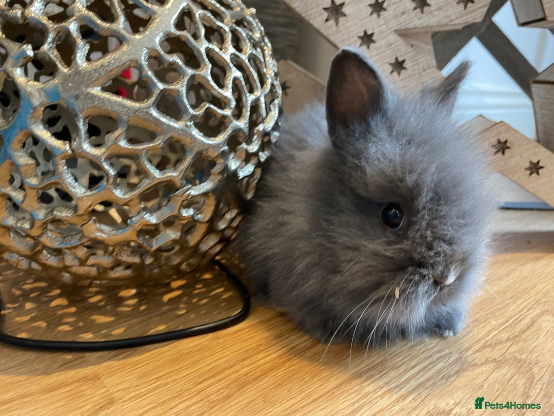 Lionhead rabbits for sale: 2 double mane lion heads  for sale  - Image 11