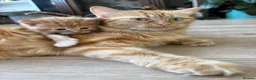 Mixed Breed cats for sale: 4 Ginger Male Kittens from 7th of September  in London - Advert 28