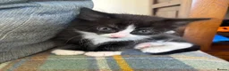 Mixed Breed cats for sale: 3 gorgeous black and white kittens  - Advert 2