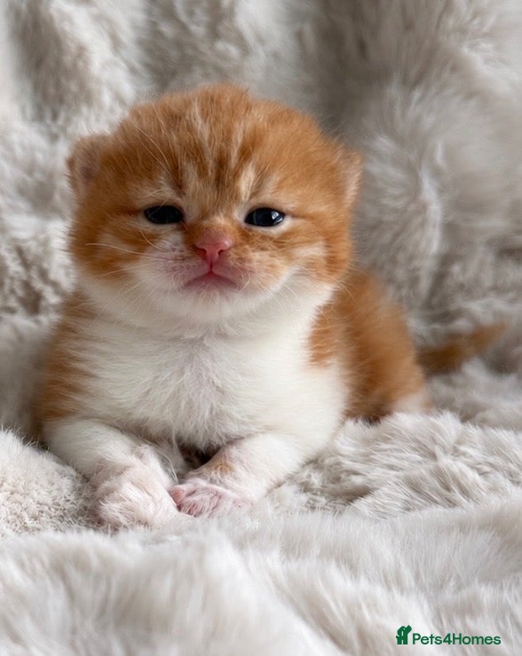 British Shorthair cats Champion GCCF british shorthair kittens  - Advert 2