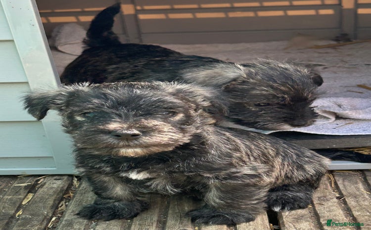 Mixed Breed dogs - Advert 1