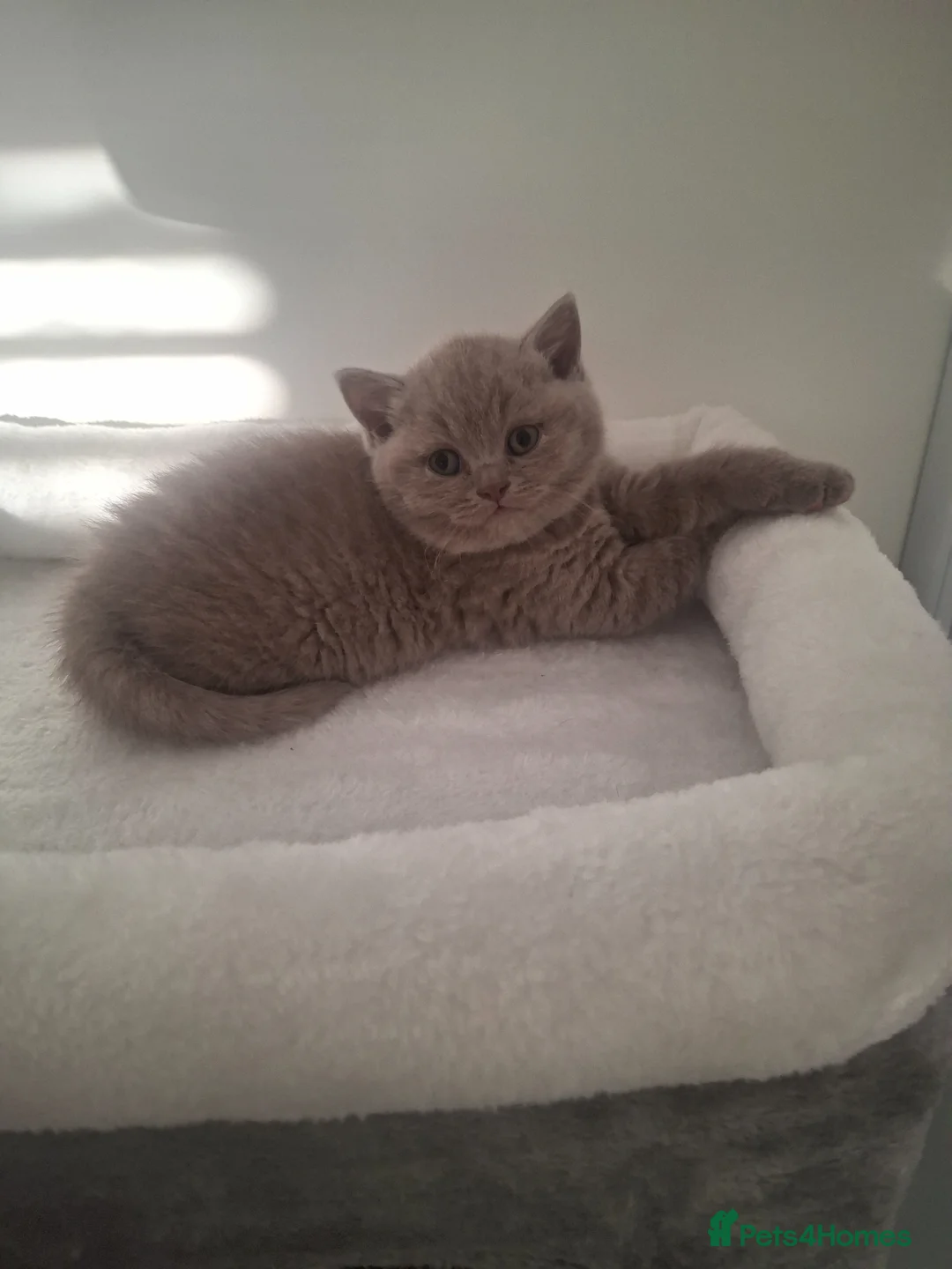 British Shorthair cats for sale: 4 BSH LOOKING FOR FOREVER HOMES - Advert 1