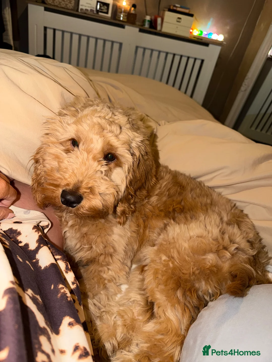 Cockapoo dogs for sale: Cocapoo puppy for sale in Manchester - Advert 1