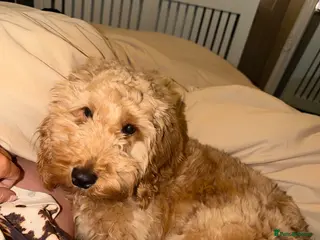 Cockapoo dogs Cocapoo puppy for sale - Advert 1