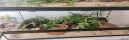 Corn Snake reptiles for sale: Adult female Cornsnake - Advert 1