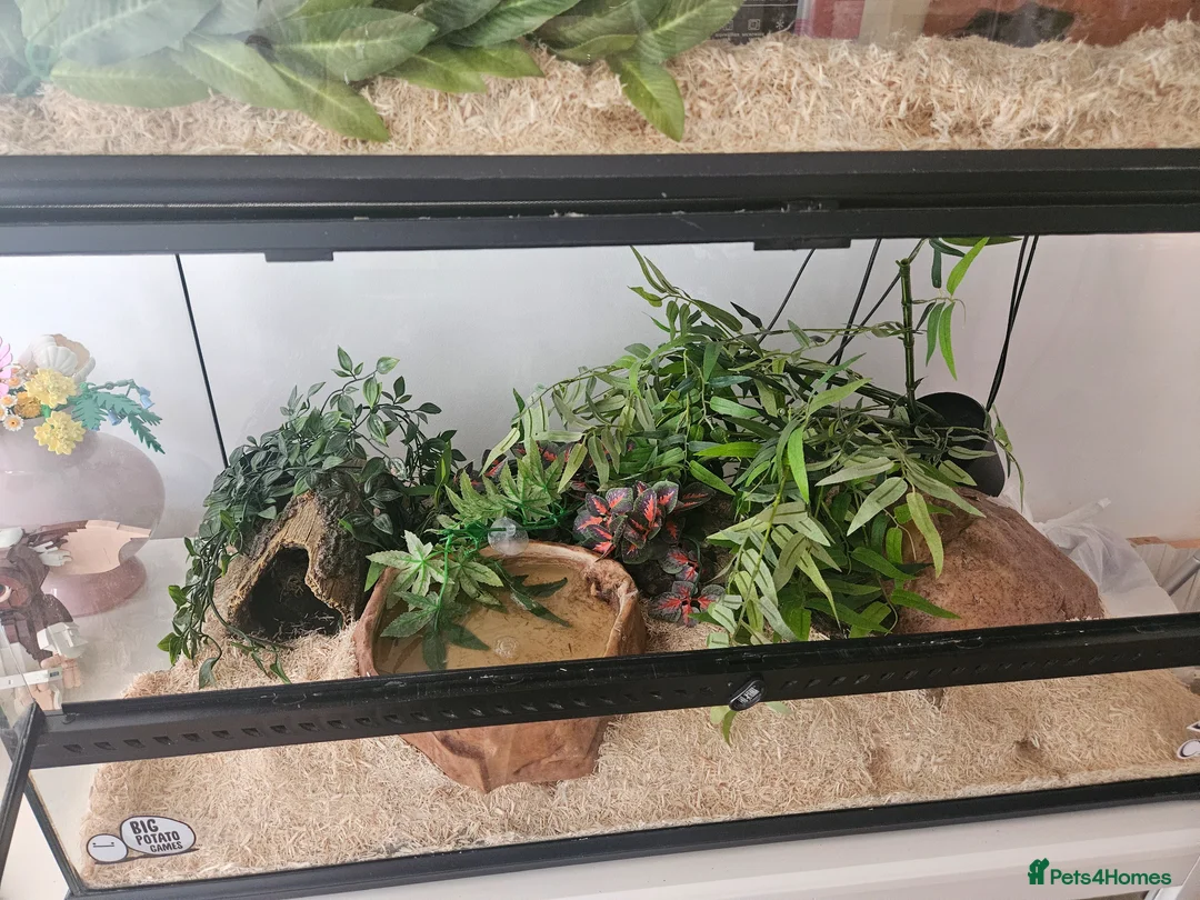 Corn Snake reptiles for sale: Adult female Cornsnake - Advert 1
