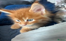 Maine Coon cats for sale: Pedigree MaineCoon Kittens - Image 32