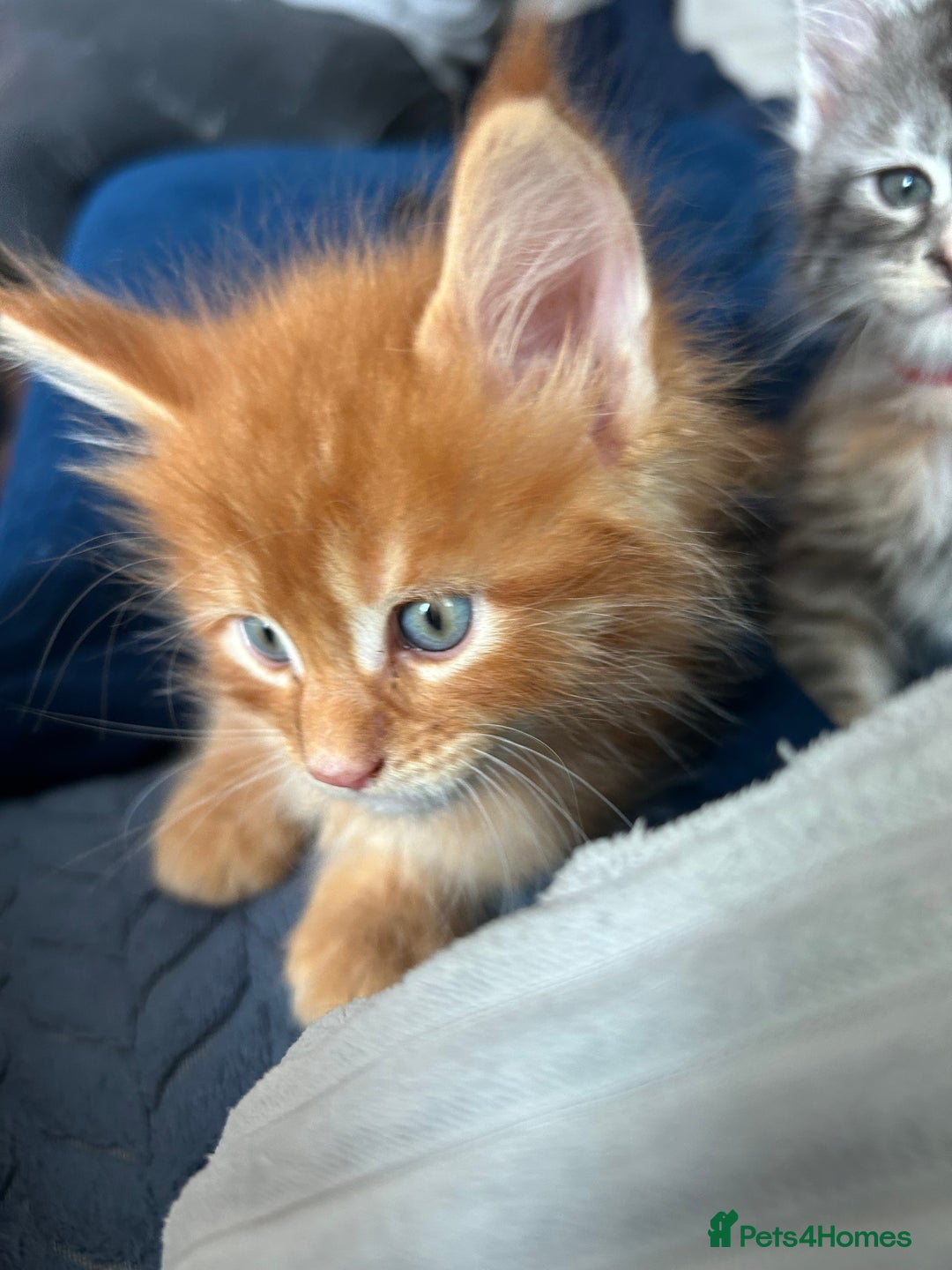 Maine Coon cats for sale: Pedigree MaineCoon Kittens - Image 32