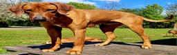 Rhodesian Ridgeback dogs for stud: ORIGINAL KC IMPORTED STUD FROM AFRICA  - Advert 3