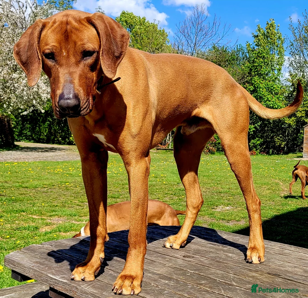 Rhodesian Ridgeback dogs for stud: ORIGINAL KC IMPORTED STUD FROM AFRICA  - Advert 2