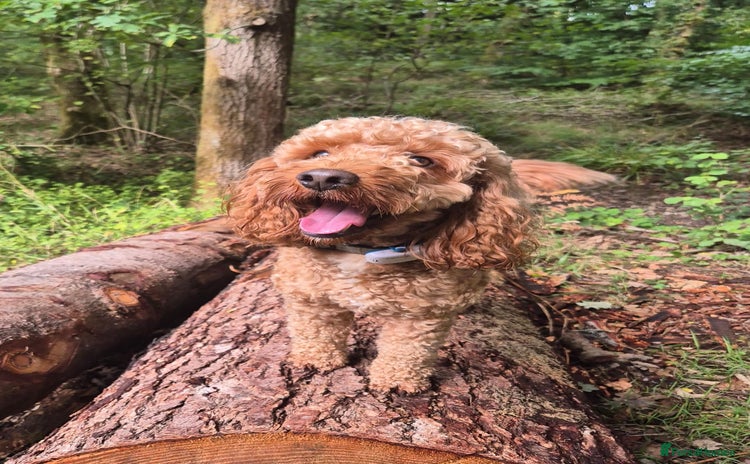 Cockapoo dogs - Advert 2