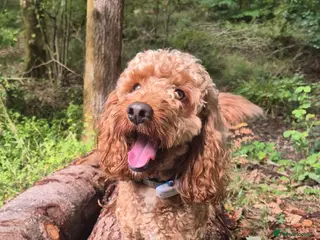 Cockapoo dogs Cockapoo F1 for stud - Advert 8