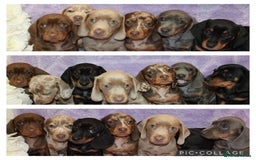 Miniature Dachshund dogs for sale: Kc registered miniature Dachshund puppies  - Image 2