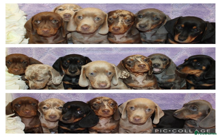 Miniature Dachshund dogs - Advert 2