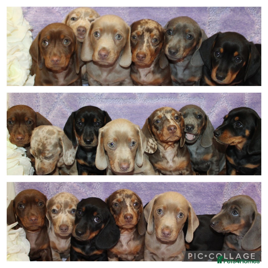 Miniature Dachshund dogs for sale: Kc registered miniature Dachshund puppies  - Image 2