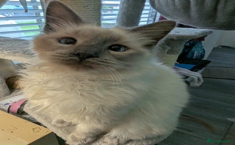 Ragdoll cats - Advert 9