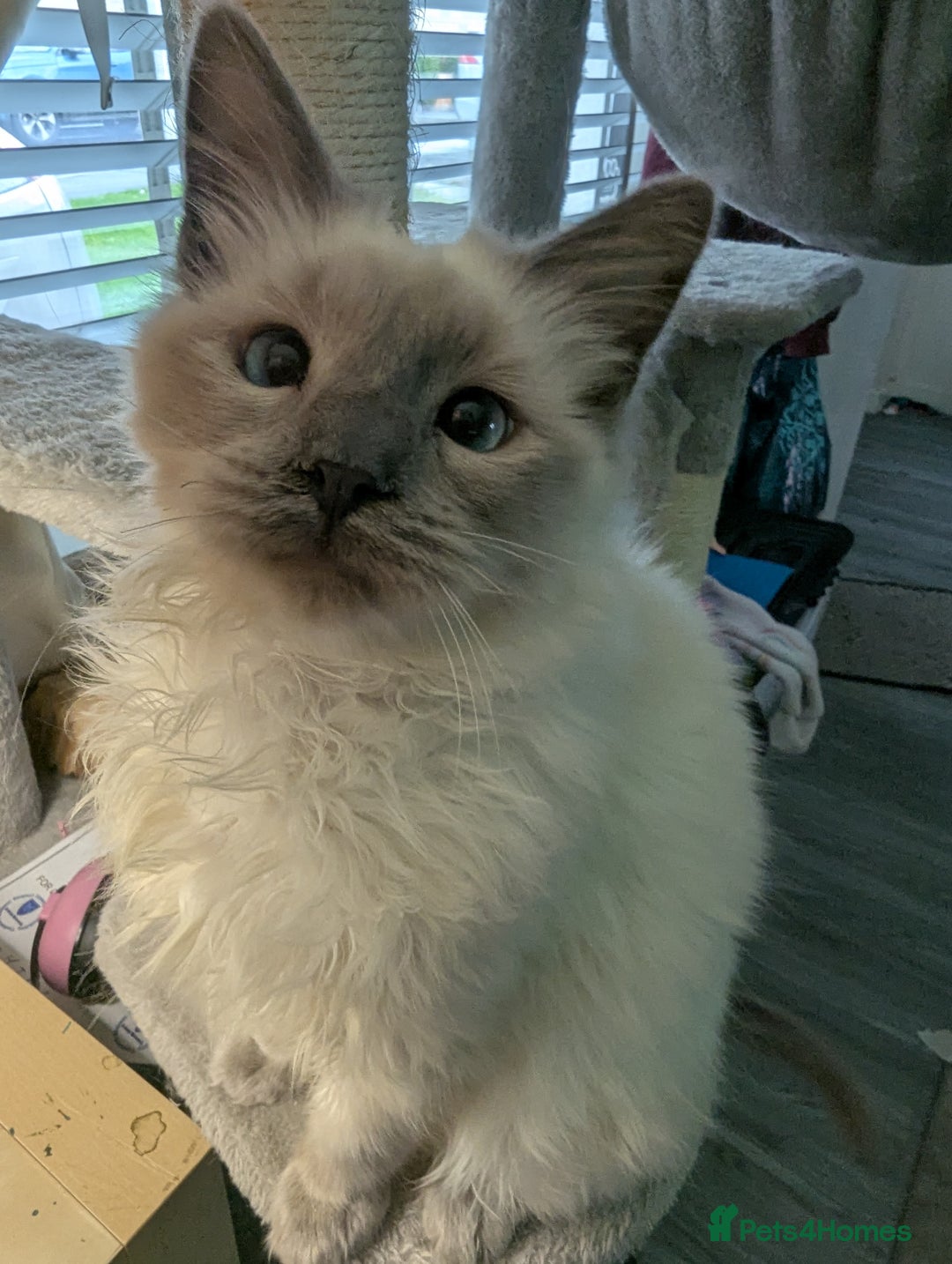 Ragdoll cats for sale: Beautiful ragdoll kitten.  - Image 1