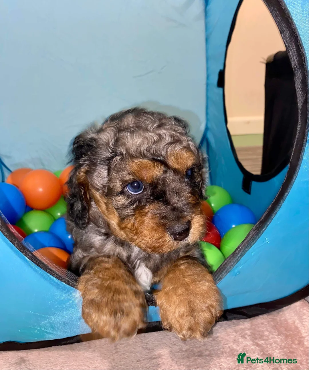 Miniature Poodle dogs for stud: RARE BLUE MERLE PHANTOM STUD in Consett - Advert 9