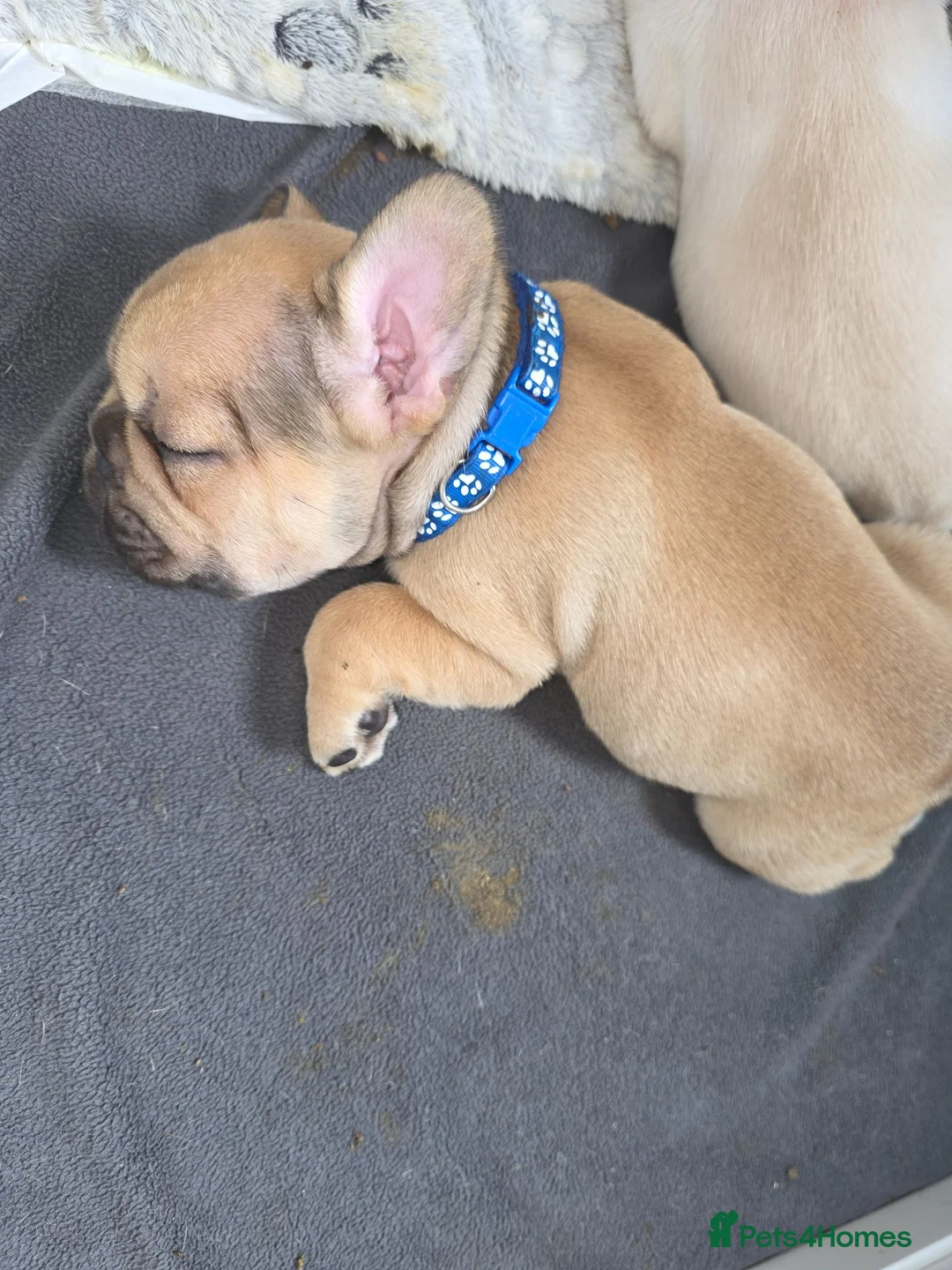 French Bulldog dogs for sale: French bulldog pups kc reg in Carrickfergus - Advert 16