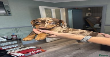 Dachshund dogs - Advert 7