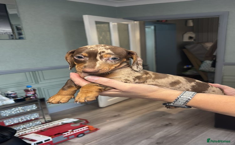Dachshund dogs - Advert 2