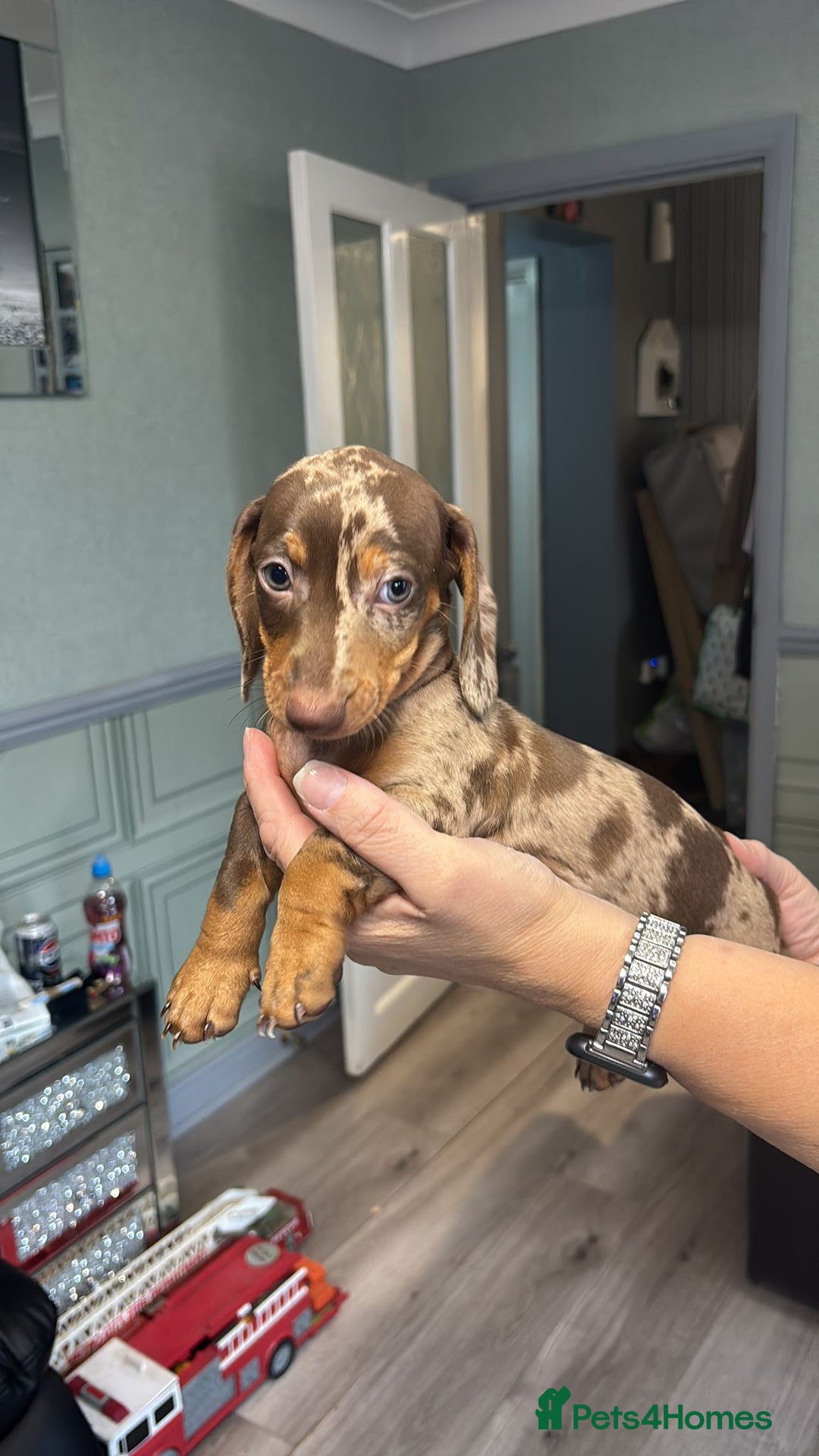 Dachshund dogs for sale: Miniature Dachshund pups £600 - Image 11