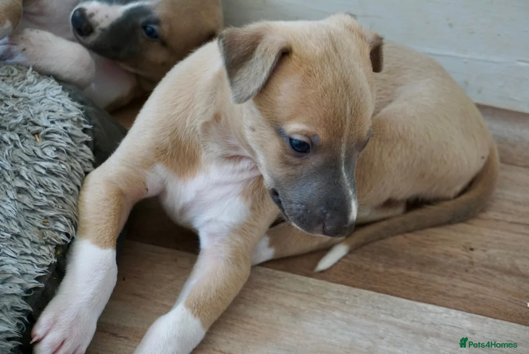 Whippet dogs for sale: Crufts winning parents - Advert 18