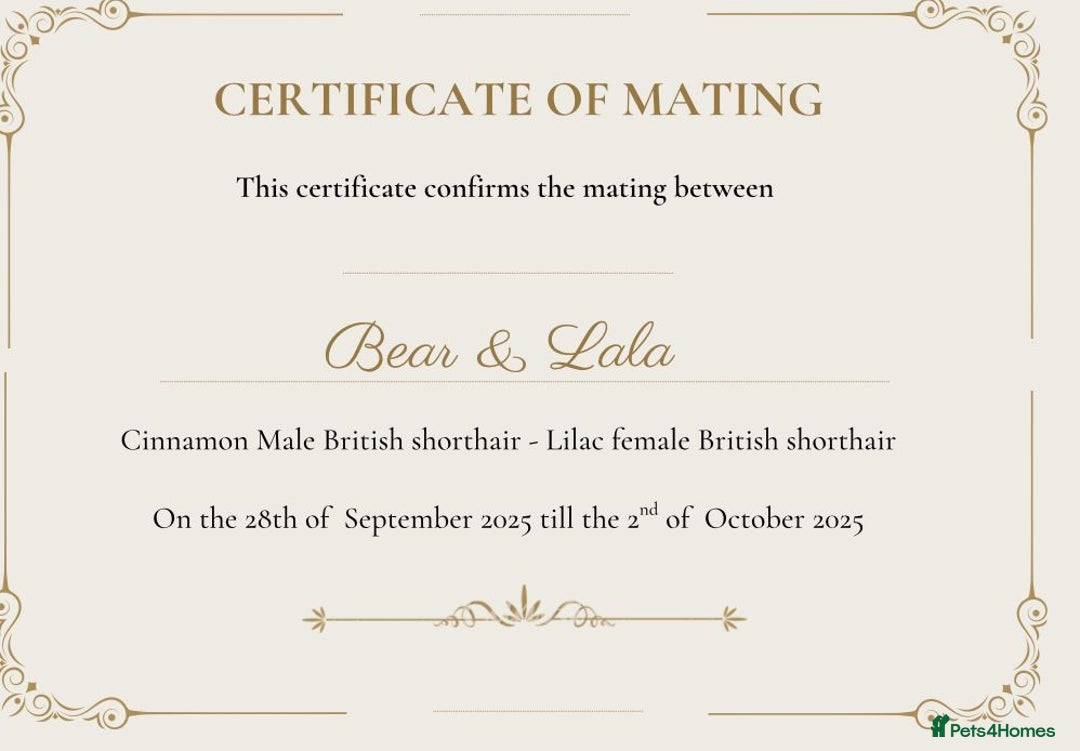 British Shorthair cats for sale: Purebred  British Shorthair Kittens - Advert 38