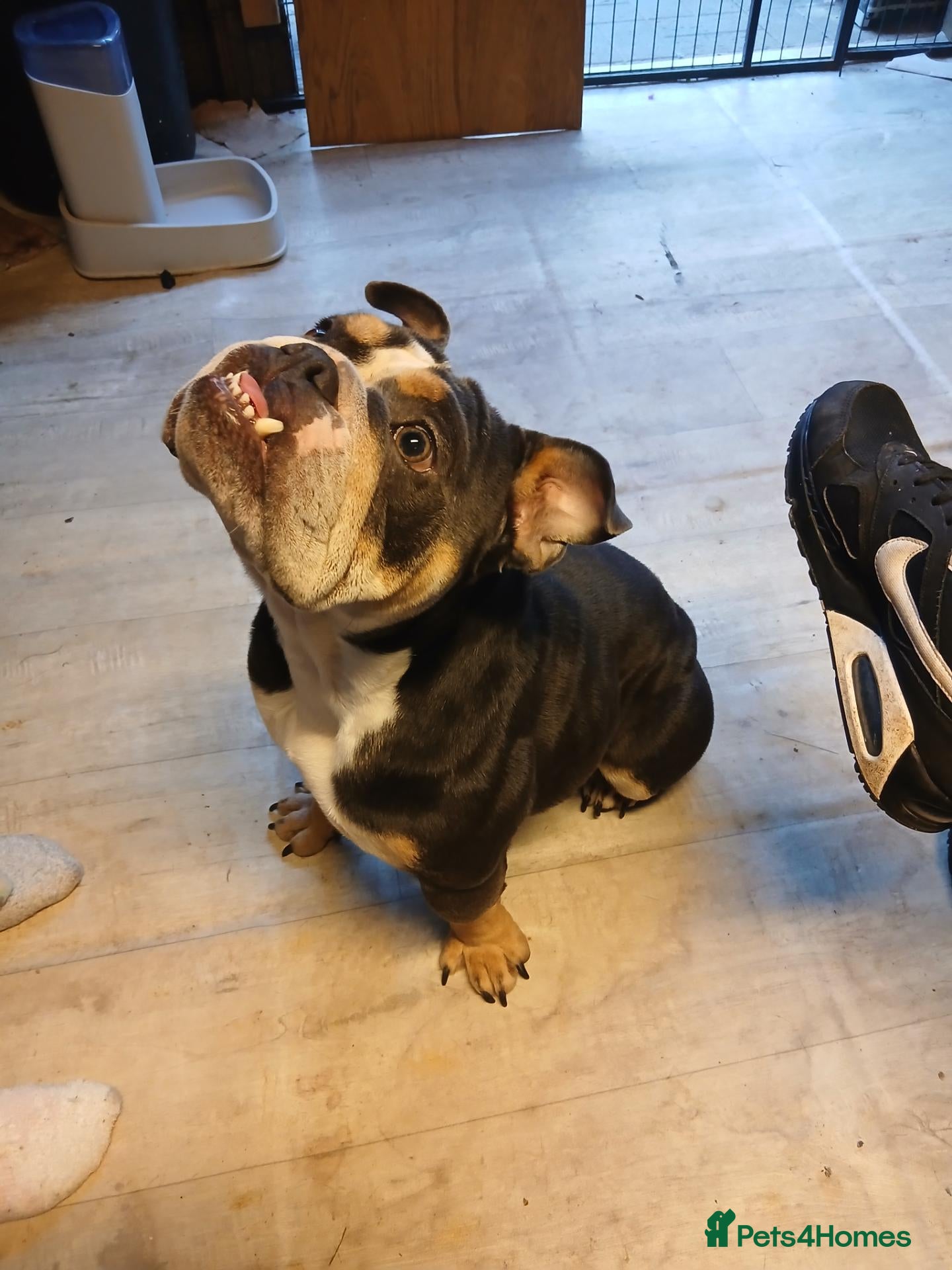 English Bulldog dogs Beautiful english bulldog - Advert 16
