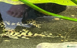 Plecos fish for sale: L236sw Pleco. 1” & 2”-3”  - Image 14