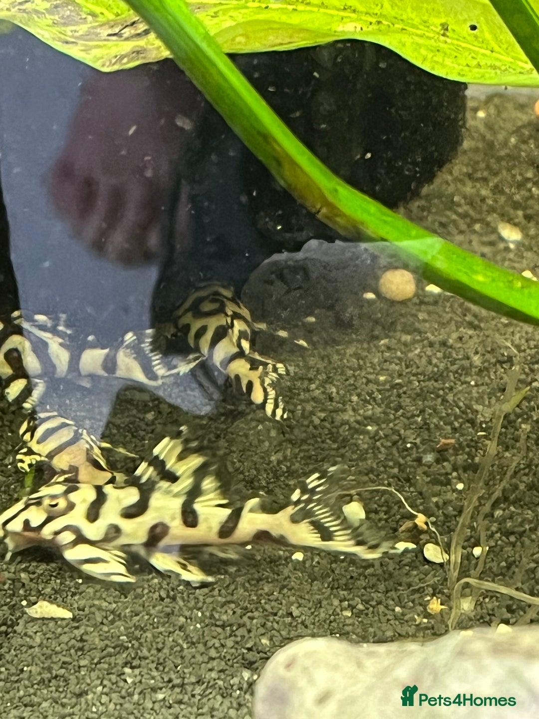 Plecos fish for sale: L236sw Pleco. 1” & 2”-3”  - Image 14