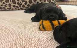 Cocker Spaniel dogs for sale: Working Cocker Spaniel Puppies - Advert 5