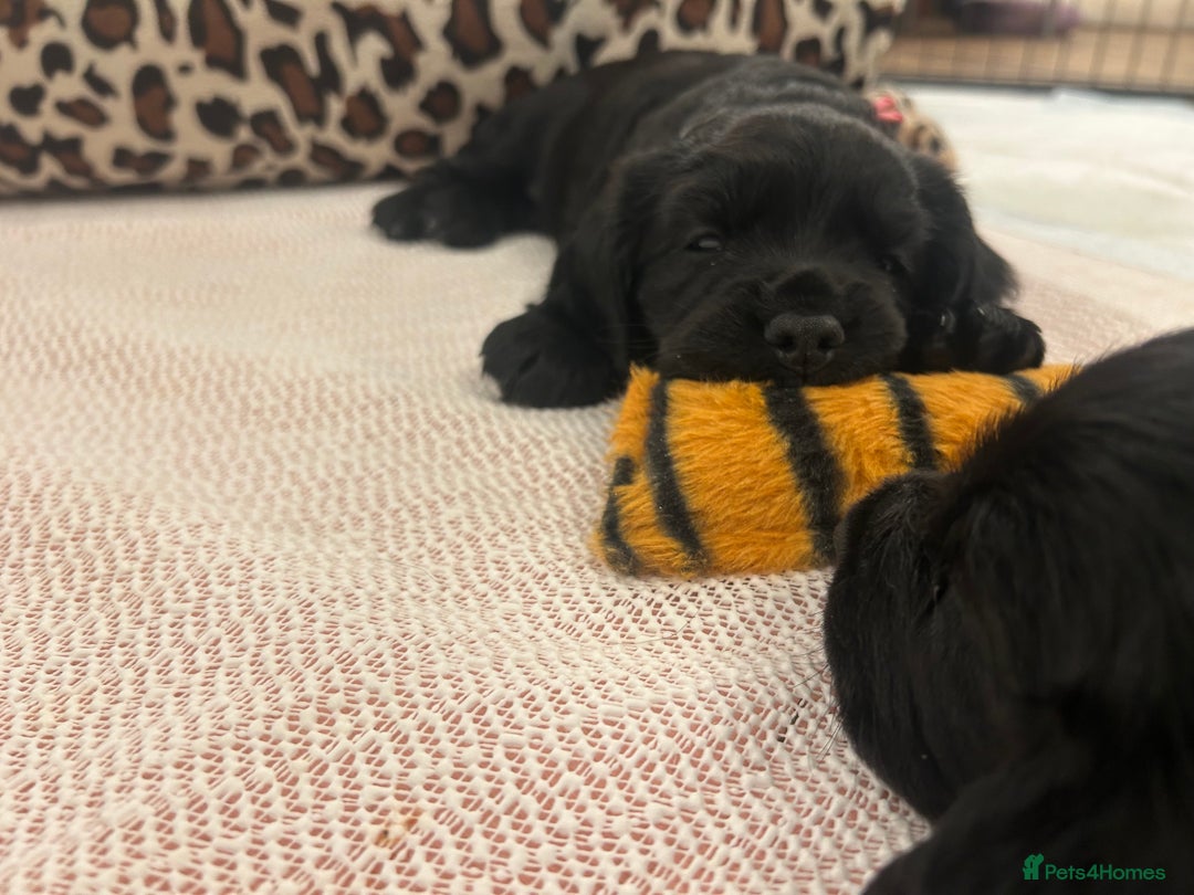 Cocker Spaniel dogs for sale: Working Cocker Spaniel Puppies - Advert 5