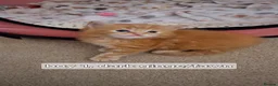 Mixed Breed cats for sale: Maine coon/ ragdolls - Advert 10