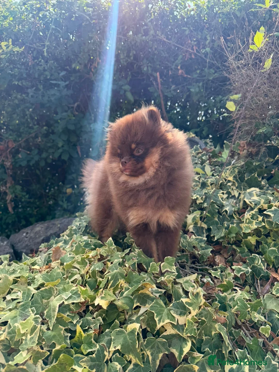 Pomeranian dogs for sale: Choc & Tan miniature Pomeranian girl   in Brentwood - Advert 2