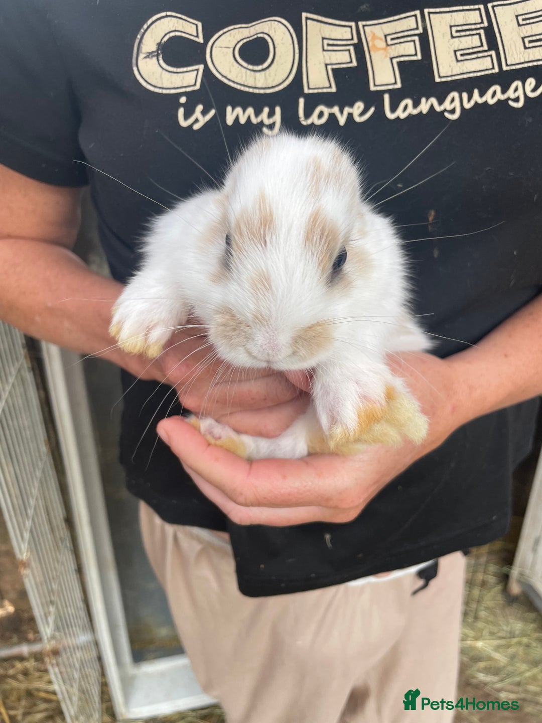 Lionhead rabbits for sale: lionhead bunies - Image 15