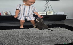Olde English Bulldogge dogs for sale: nebbr olde english bull dogs  in Sevenoaks - Image 5