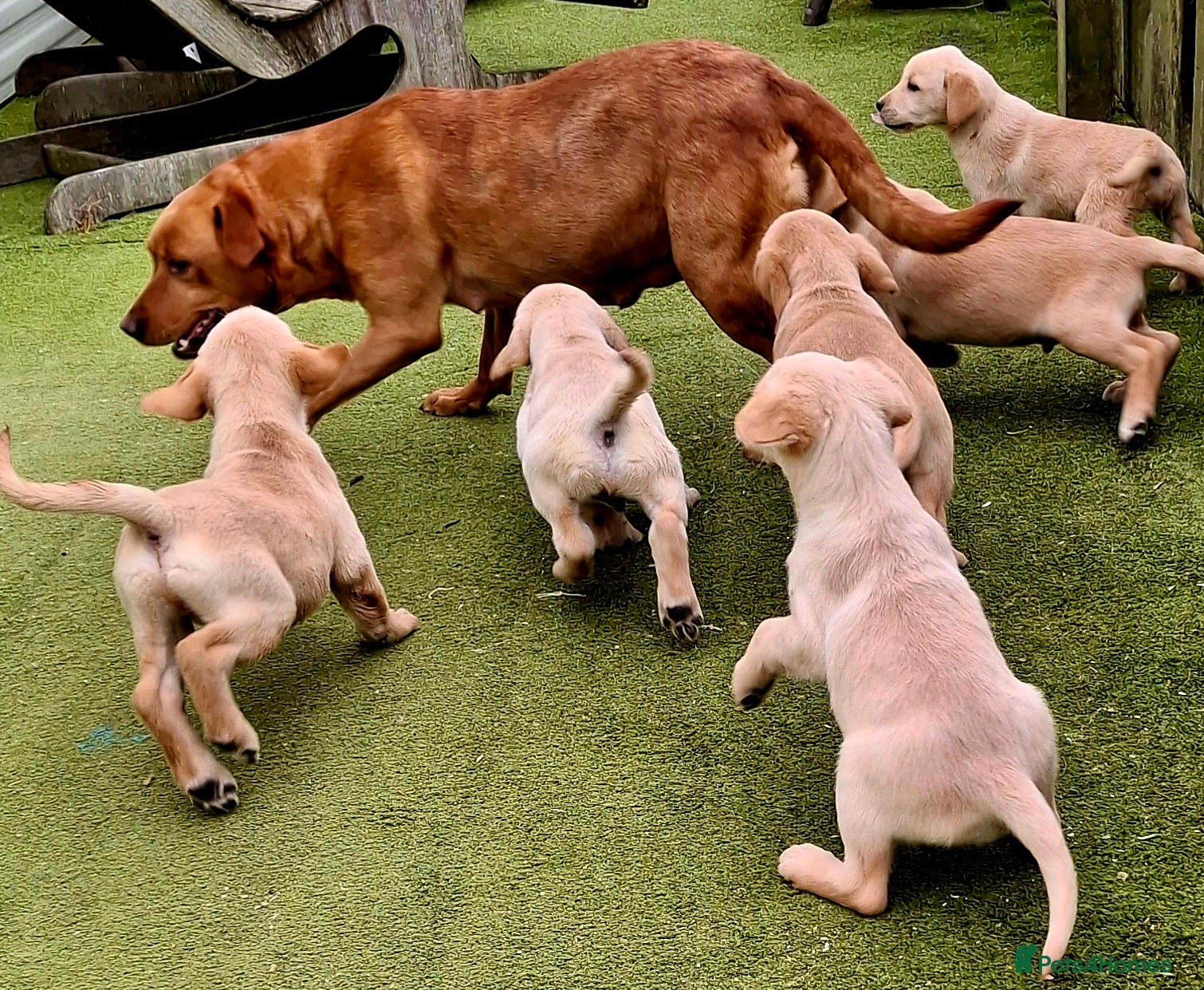 Goldador dogs for sale: Goldadors - Advert 2