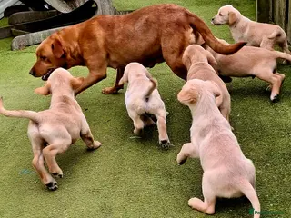 Goldador dogs for sale: Goldadors - Advert 2