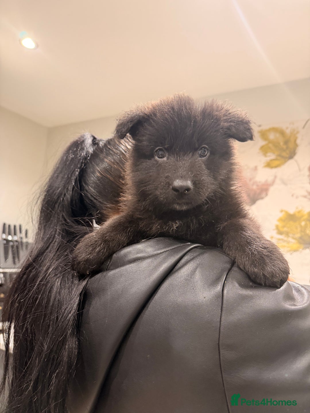 German Shepherd dogs for sale: Straight Back German Shepherd Pups -Ready to leave - Advert 17