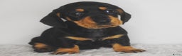 Miniature Dachshund dogs for stud: Kc reg IVDD screened pra clear mini smooth  in Newton Abbot - Advert 18