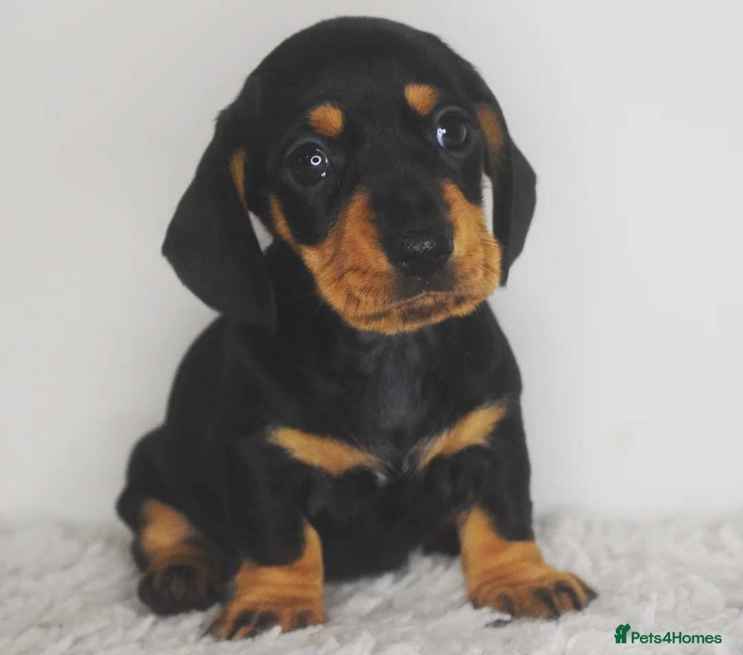 Miniature Dachshund dogs for stud: Kc reg IVDD screened pra clear mini smooth  in Newton Abbot - Advert 18