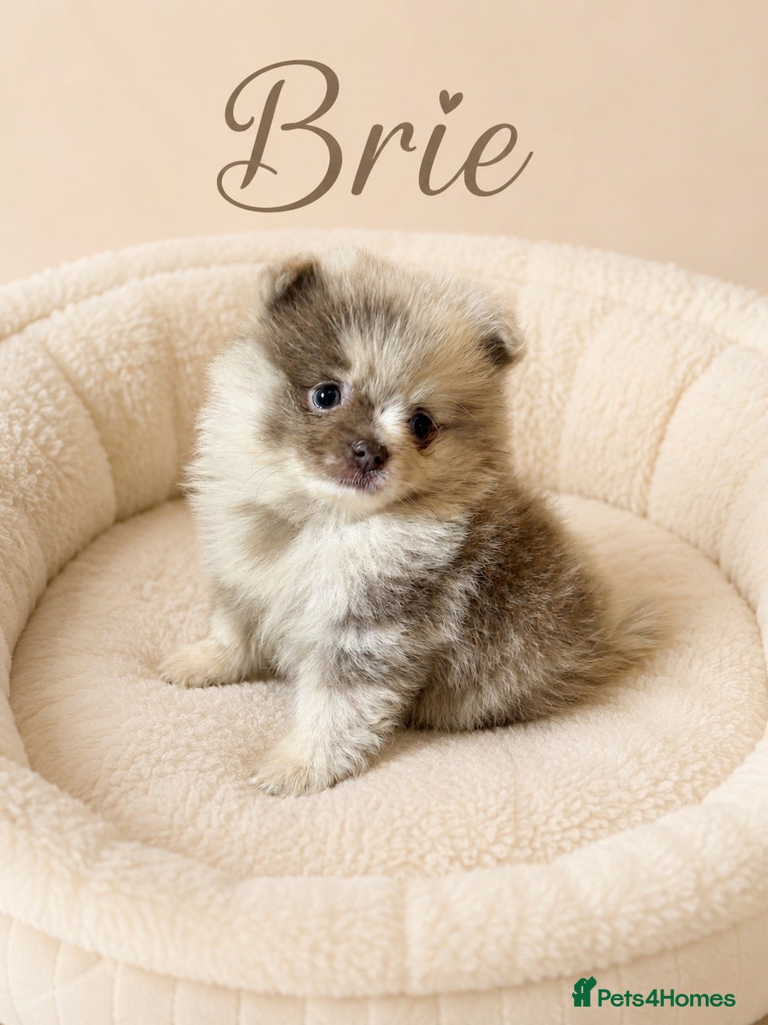 Pomeranian dogs Lilac Merle Babies - Petite, Quality, Teddy Pups - Advert 2